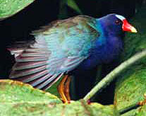 Purple Gallinule