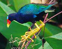 Purple Gallinule